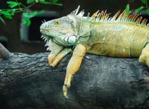 Den gröna leguanen:7-fots lång ödla, habitat, beteende och bevarandestatus 