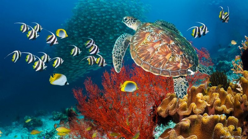 Tartaruga marinha verde:por que seu nome reflete a gordura corporal, não a cor da casca 