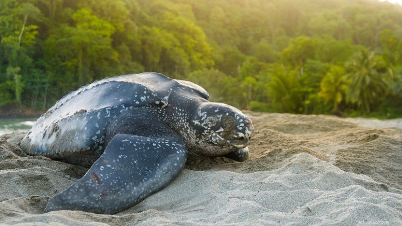 De lederschildpad:de reus van de oceaan – grootte, habitat en instandhouding 
