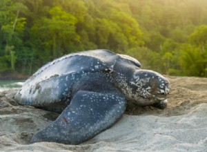 The Leatherback Sea Turtle:Ocean s Giant – storlek, habitat och bevarande 