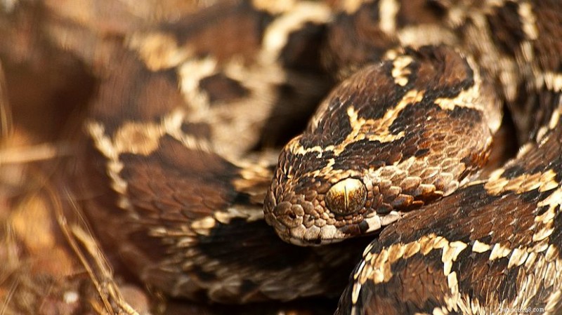 Saw-Scaled Viper (Echis carinatus):biologie, gif en natuurbehoud