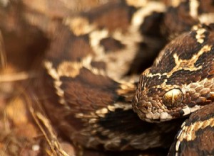 Saw-Scaled Viper (Echis carinatus):biologi, gift och bevarande 