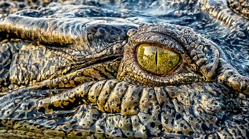Saltvattenkrokodil (Crocodylus porosus):Världens största och mest kraftfulla rovdjur 