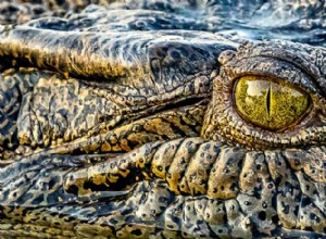 바다악어(Crocodylus porosus):세계에서 가장 크고 가장 강력한 포식자 