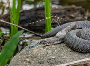 배불뚝이 물뱀(Nerodia erythrogaster):서식지, 행동 및 보존 