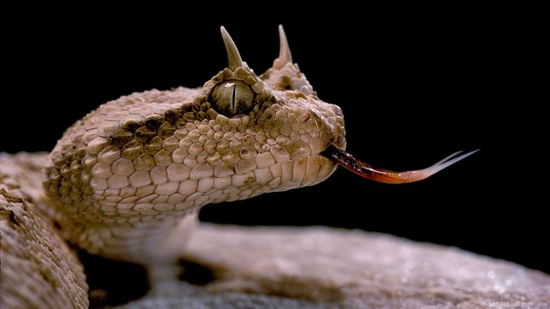 7 specie di serpenti cornuti che prosperano negli ecosistemi desertici 