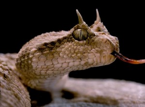 7 Horned Snake Arts som frodas i ökens ekosystem 