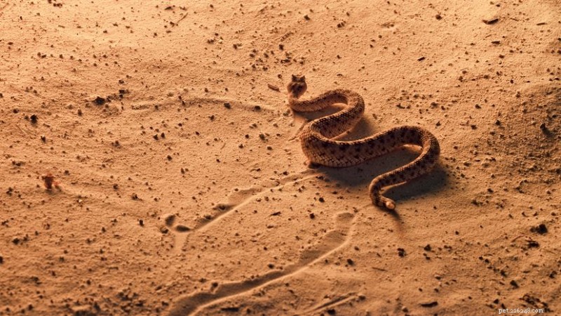 Serpente sidewinder:come le sue scaglie uniche e la locomozione sidewinder conquistano la sabbia del deserto 