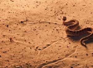 Sidewinder Snake:hur dess unika vågar och sidovindande rörelse erövrar ökensand 