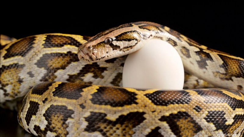 Como as cobras se reproduzem:explicação da oviparidade, viviparidade e a surpreendente ovoviviparidade 
