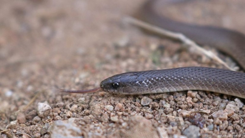 Como as cobras terrestres ásperas dominam a camuflagem em seu habitat natural 