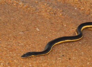 The Yellow-Bellied Sea Snake:A Master of the Open Ocean 