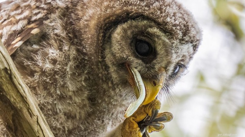 Quem caça cobras? A lista diversificada de predadores naturais 