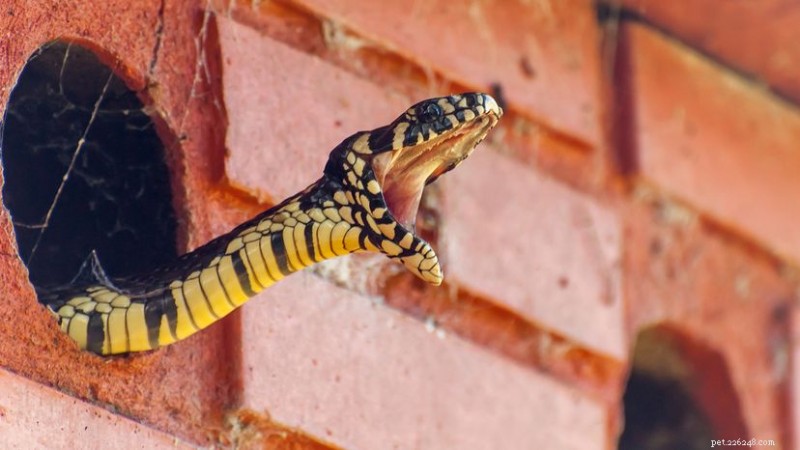Cobras de galinha:controladores de pragas benéficos ou ameaças agrícolas? 