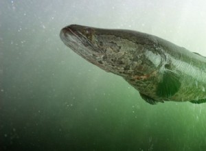 雷魚:回復力のある侵略的な捕食者 