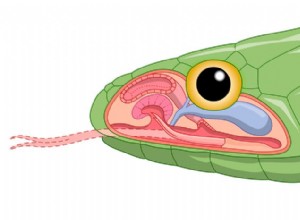 Snake Anatomy Unveiled:Inside the Slithering Marvels 