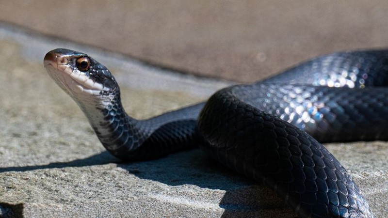 11 serpenti da corsa non velenosi:fatti in breve e come convivere 