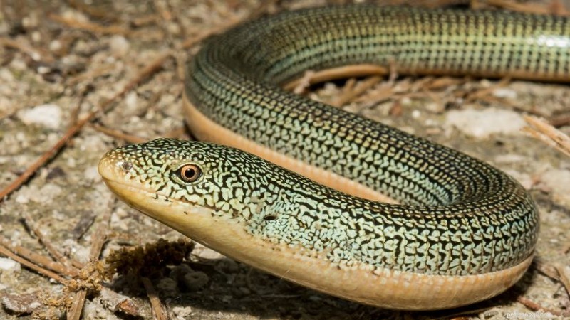 Lucertole di vetro:lucertole senza gambe che possono far ricrescere la coda 