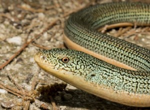 ガラスのトカゲ:尻尾を再生できる足のないトカゲ 