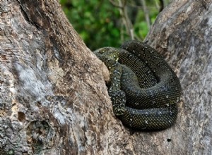 Går ormar i viloläge? Förstå Brumation hos reptiler 