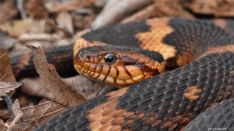 Serpent d eau bagué (Nerodia fasciata) :habitudes, habitat et conservation 