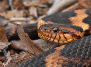 Bandad vattenorm (Nerodia fasciata):Vanor, habitat och bevarande 