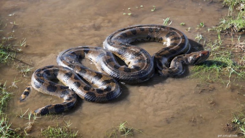 Anaconda :le plus grand serpent du monde – Faits, habitat et conservation 