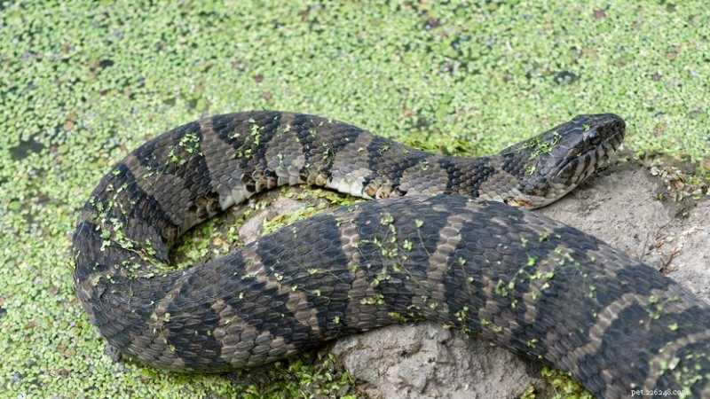 Serpente d acqua settentrionale:guardiano non velenoso degli ecosistemi d acqua dolce nordamericani 