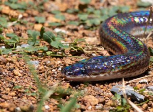 The Sunbeam Snake:Sydostasiens iriserande sällsynthet avslöjat 