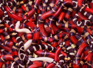 Snake Island:Världens giftigaste 1-kvadratmeters Snake Haven 