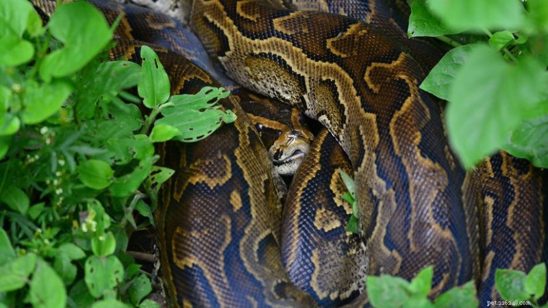 Serpente del Congo:mito contro realtà – Spiegazione del pitone delle rocce africano 