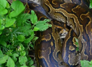 Congo Snake:Myth vs. Reality – The African Rock Python Explained 