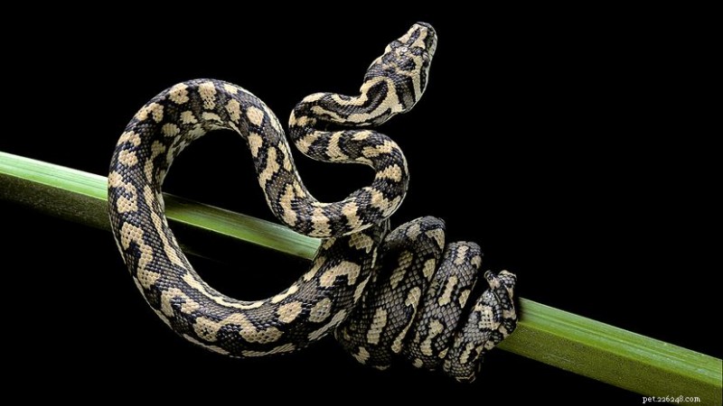 카펫 비단뱀(Morelia spilota):아종, 습성 및 보존 