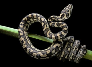 카펫 비단뱀(Morelia spilota):아종, 습성 및 보존 