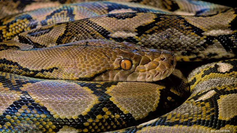 I serpenti più lunghi della terra:9 specie giganti che regnano sovrane 