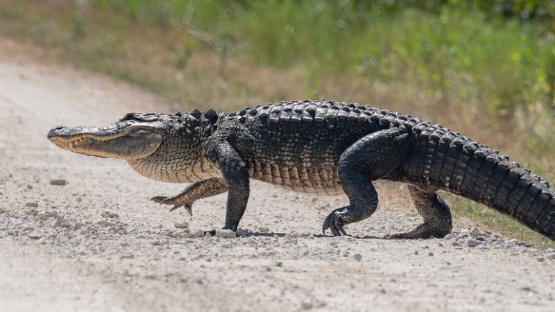 Os maiores crocodilos já registrados:tamanho, peso e recordistas 