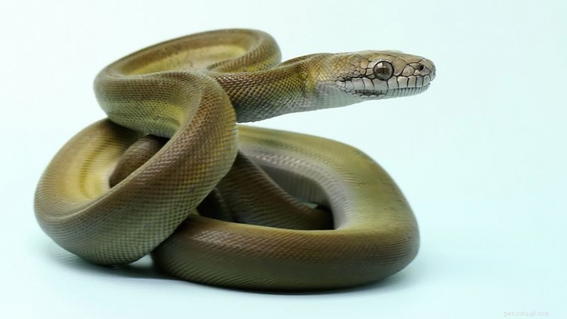 Papuan Olive Python:o gigante constritor da floresta tropical da Nova Guiné 