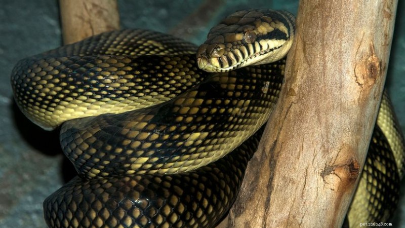 Ametista Python:a maior cobra nativa da Austrália 