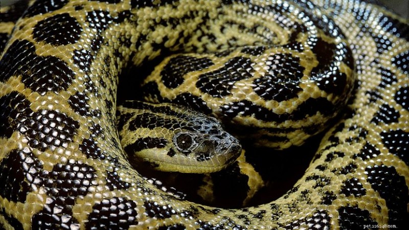 Gula anakondor:storlek, habitat, diet och den nyupptäckta S-Start Escape Move 
