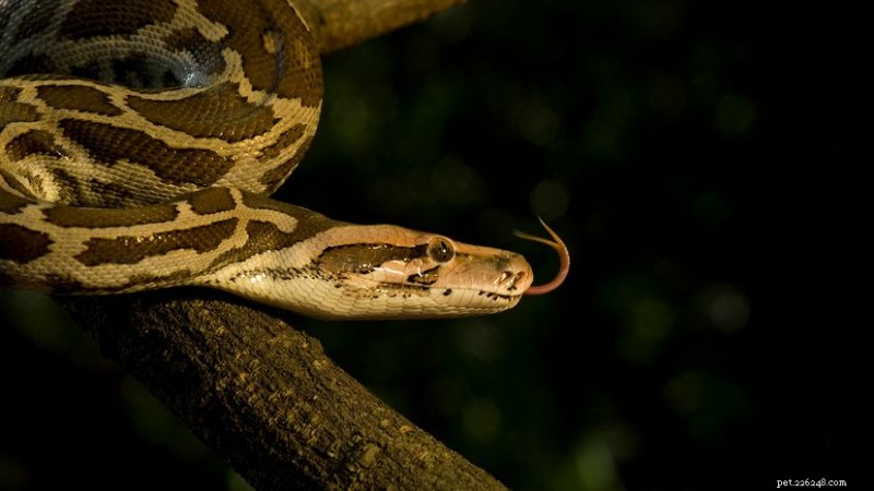 Indian Rock Python :menaces, conservation et informations sur la survie 