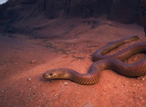 Почему королевская коричневая змея Австралии получила свое королевское имя 