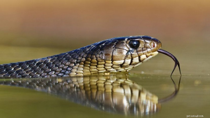 Serpente indaco orientale:habitat, dieta e sforzi di conservazione 