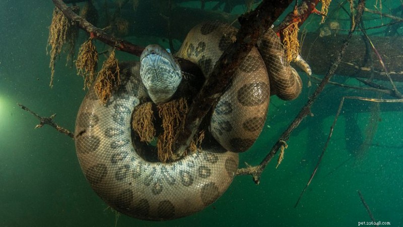 Anaconda verde:il serpente più potente e pesante sulla terra 