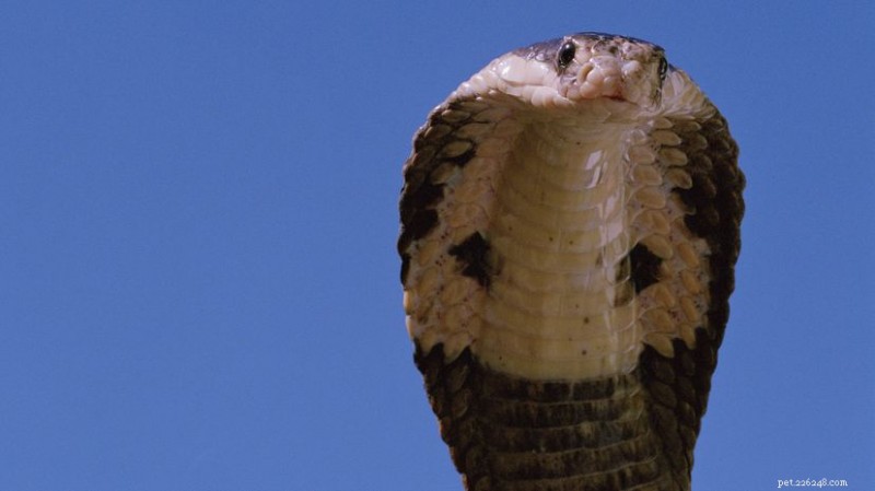 King Cobra:natura, dieta e comportamenti di accoppiamento del serpente velenoso più grande del mondo 