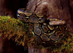 ニシキヘビ:大きさ、食生活、生息地、保護 