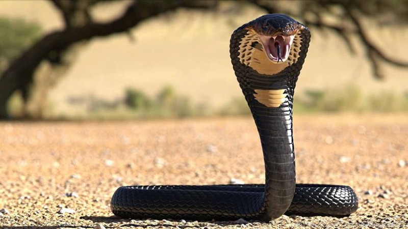 I 20 serpenti velenosi più pericolosi sulla Terra 