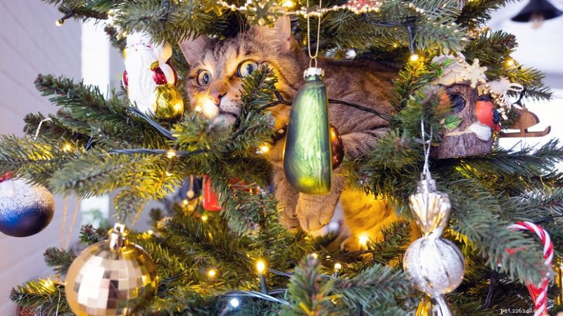 クリスマスツリーは猫にとって安全ですか?リスクと予防のヒント 