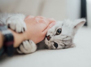 Proč moje kočka kouše během mazlení? Pochopení a zvládání agrese vyvolané mazlením 