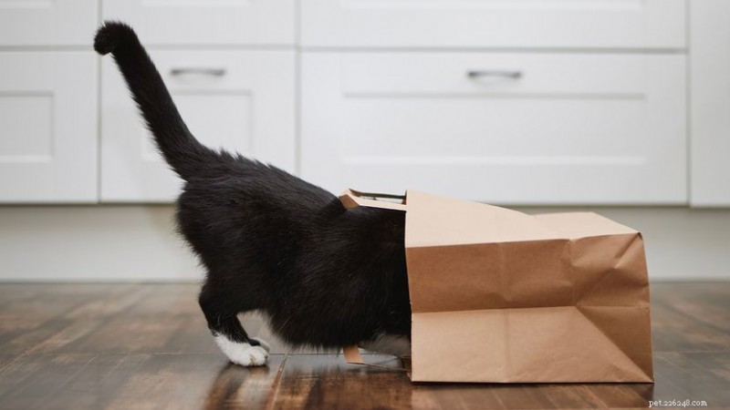 고양이 꼬리의 목적:균형, 의사소통, 생존 