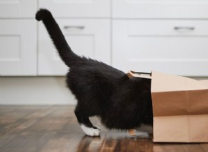 猫のしっぽの目的:バランス、コミュニケーション、生存 